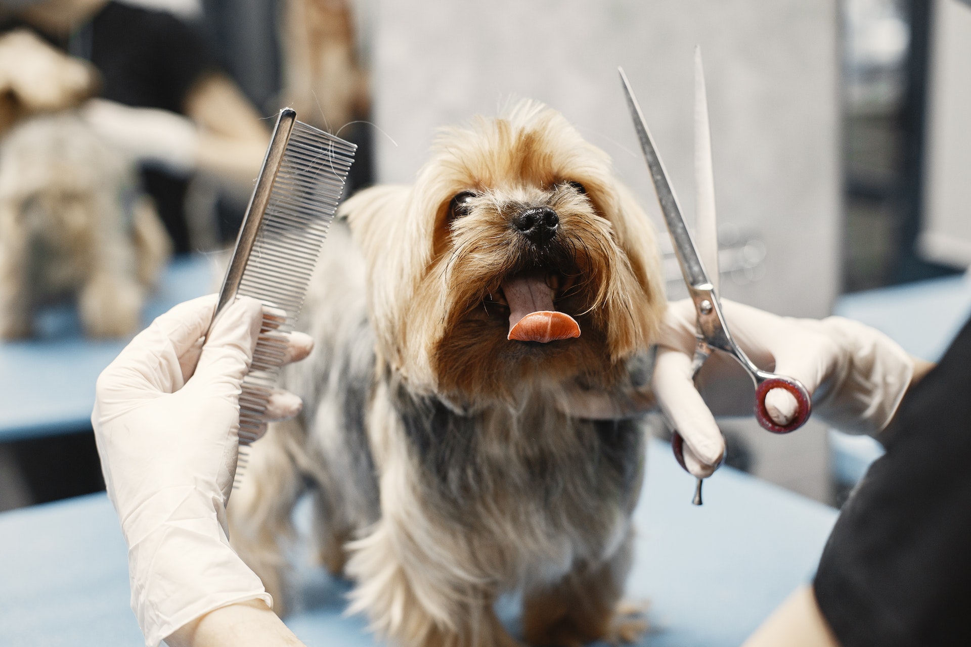 how-to-start-a-dog-grooming-business-in-australia-2023