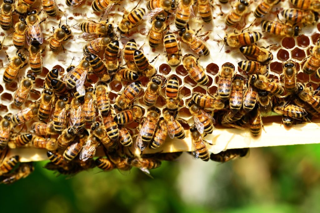 Challenges of honey bee hive business