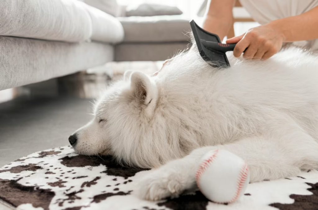 Dog grooming business license requirements