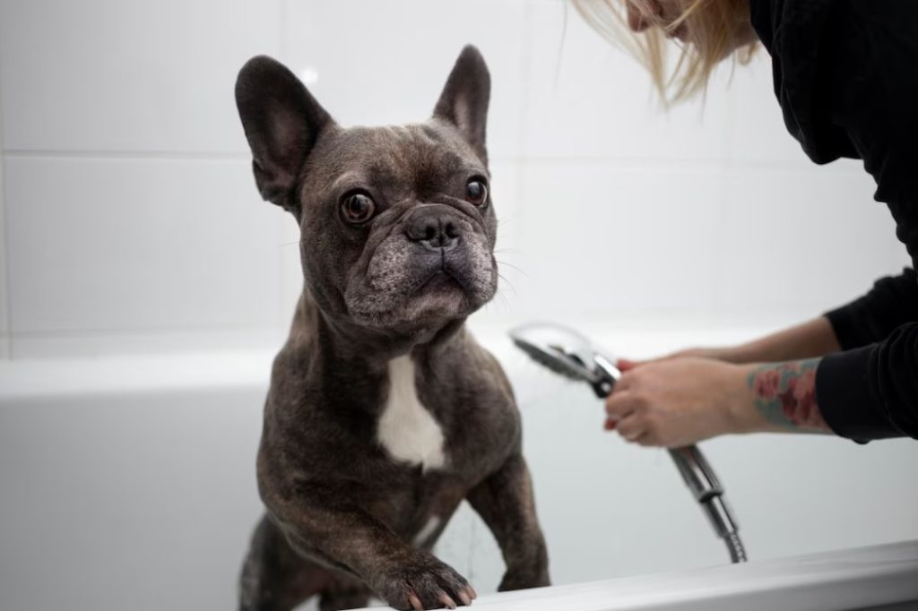 Dog grooming business marketing