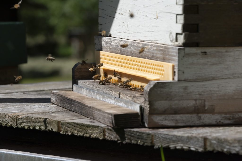 How to Market Your Honey Bee Hive Business