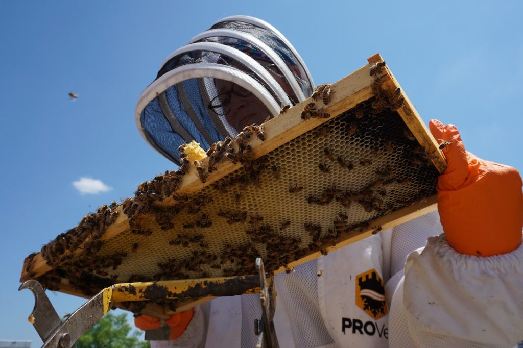 Skills required to start a honey bee Hive Business